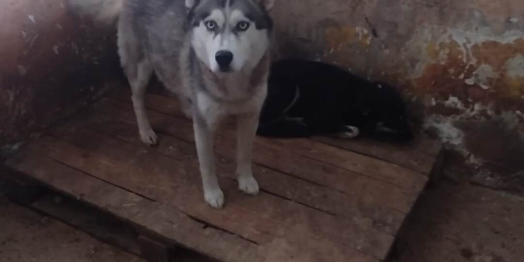 Хаски срочно ищет дом!!!