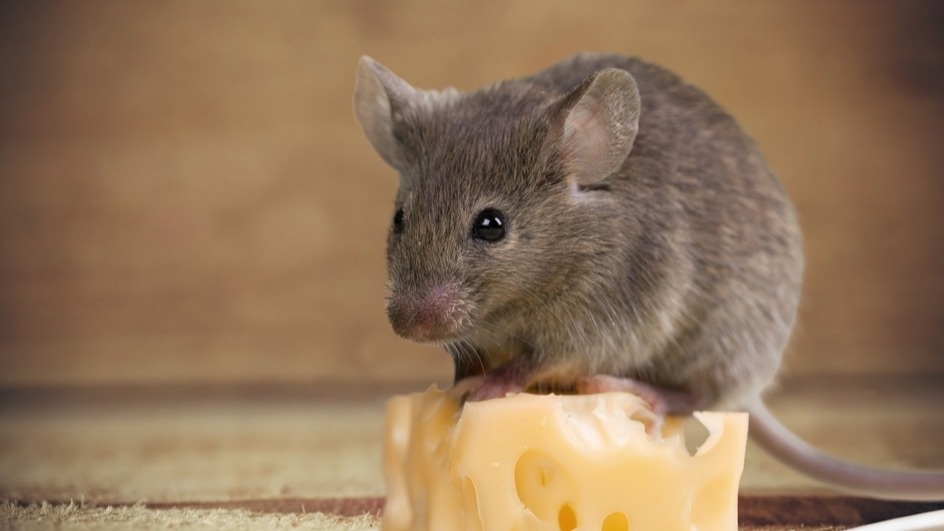 Вот к чему привели все "проверенные" народные методы за первые две недели октября