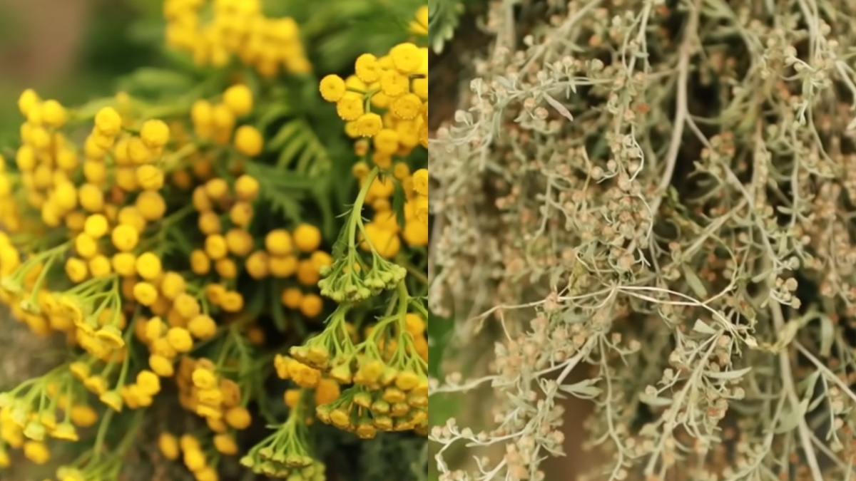 Полынь и пижма стали для мышей отличным укрытием, а не отпугивателем