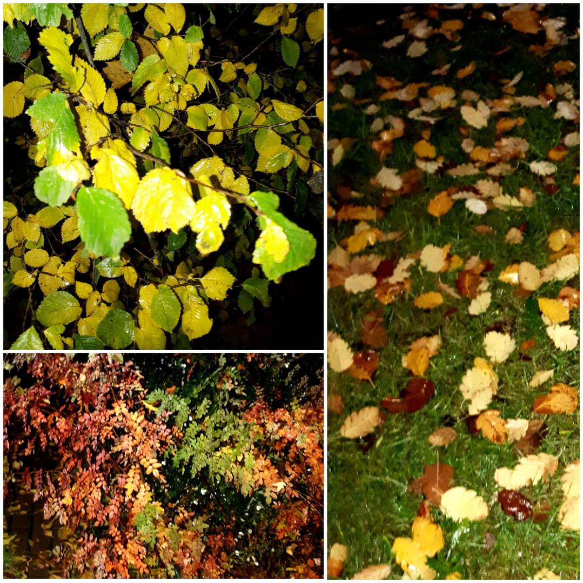 Коллаж автора 13.10.2025г.