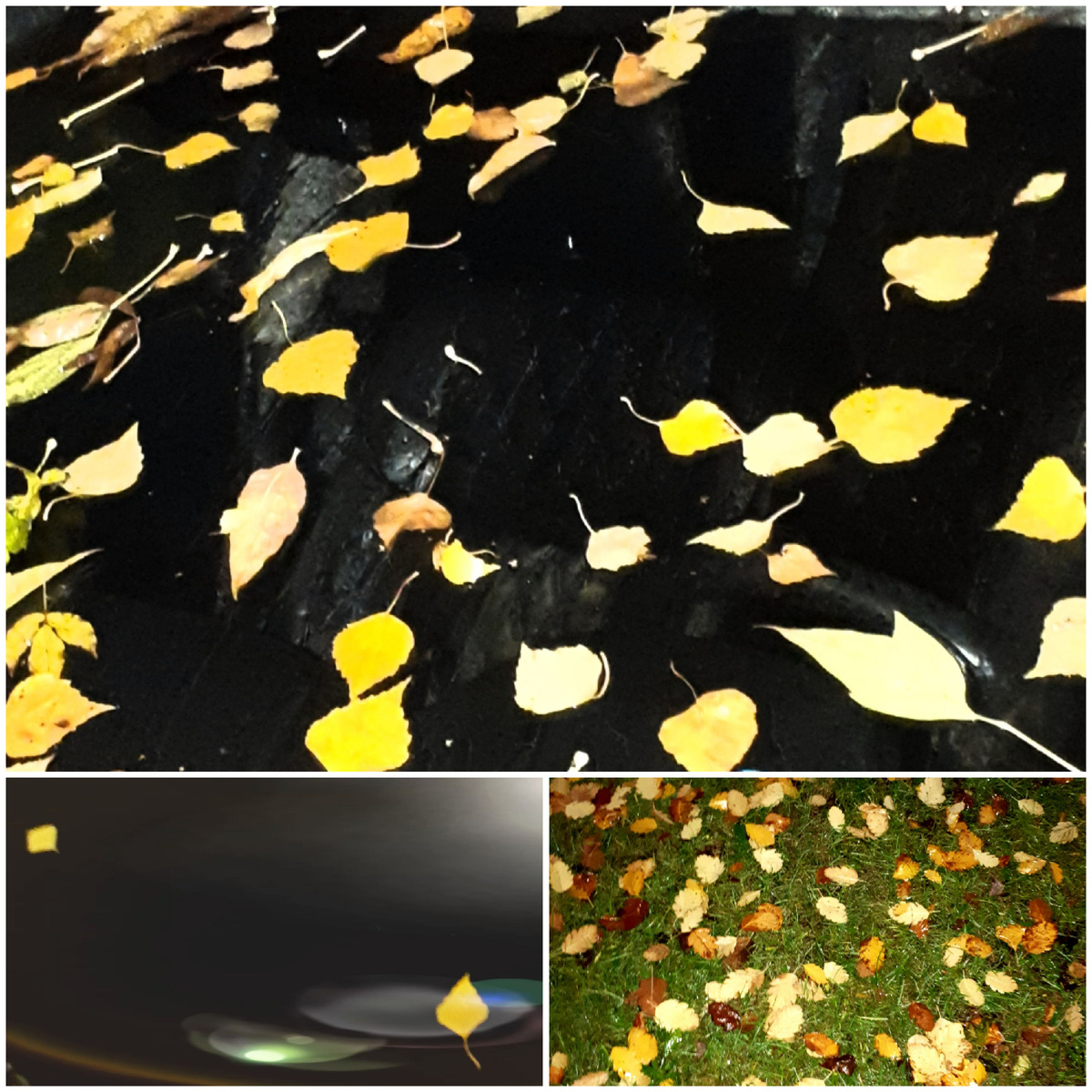 Коллаж автора 13.10.2025г.