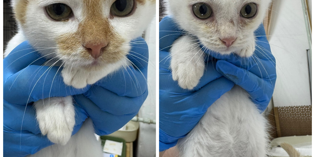 Встречаем очередное пополнение: приехали с передержки, спасены с улицы и отдали бывшедомашних