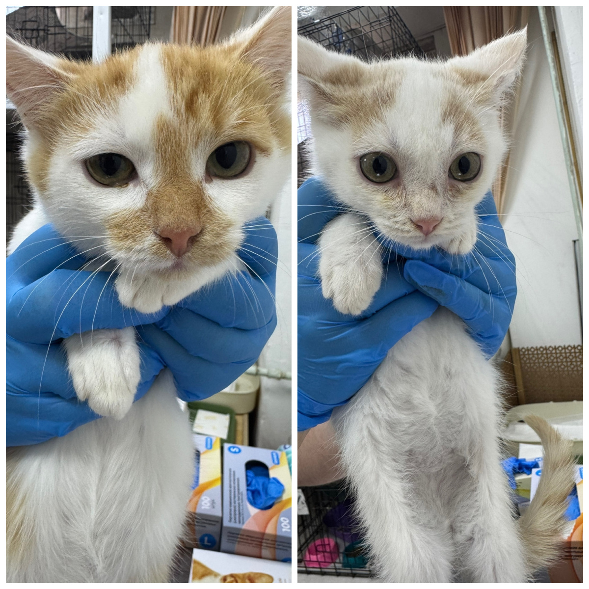 Соломык (слева) и Ощепик (справа) приехали с передержки. Очень красивые и ласковые.