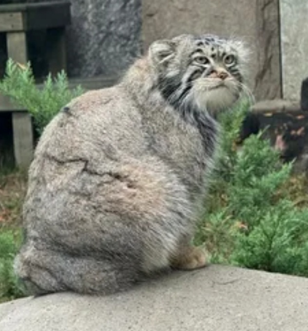 Яндекс, манул Тимоша