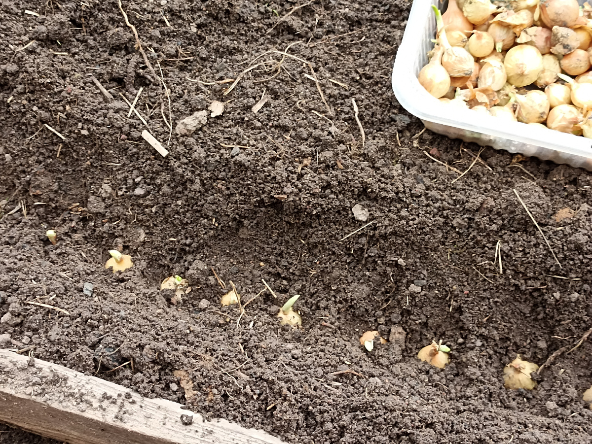 Сажаю озимый лук (по рекомендации продавца). Фото автора