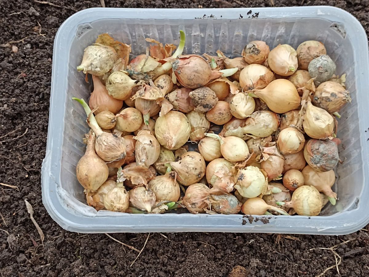 Выбираю здоровый луковицы из приобретенного в магазине лука. Фото автора