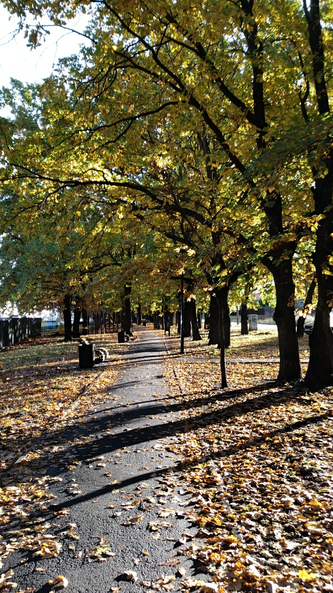 Полосатая дорога в дубовой аллее