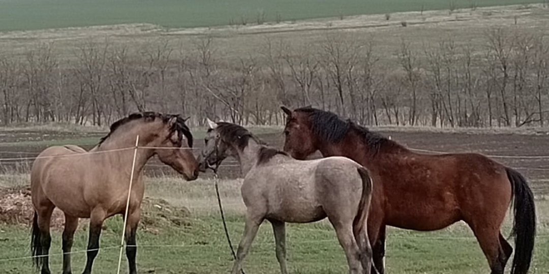 О вятской породе лошадей. Личный опыт.
