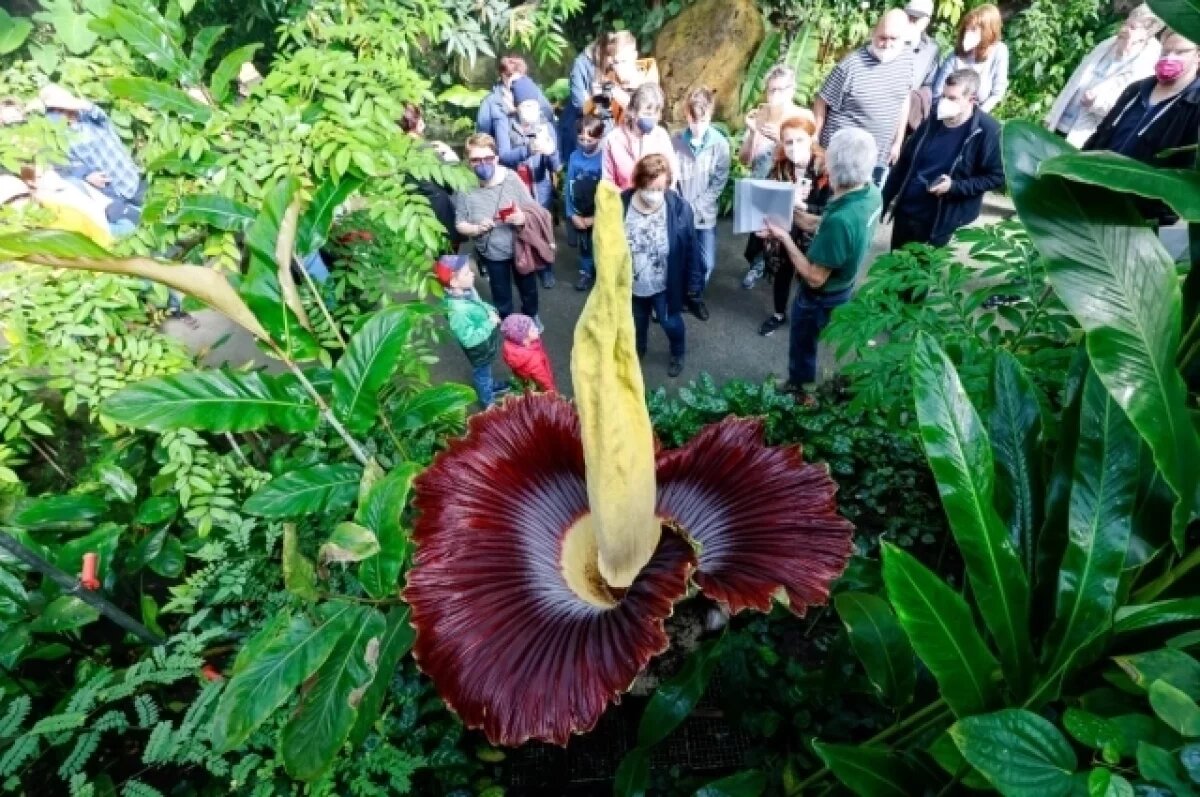    Из ботанического сада в Германии украли самый вонючий цветок в мире