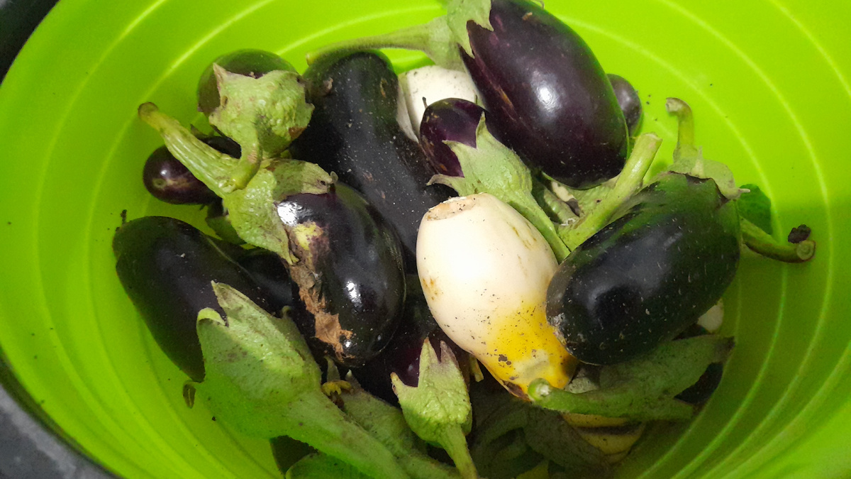 Белые и синие баклажаны 