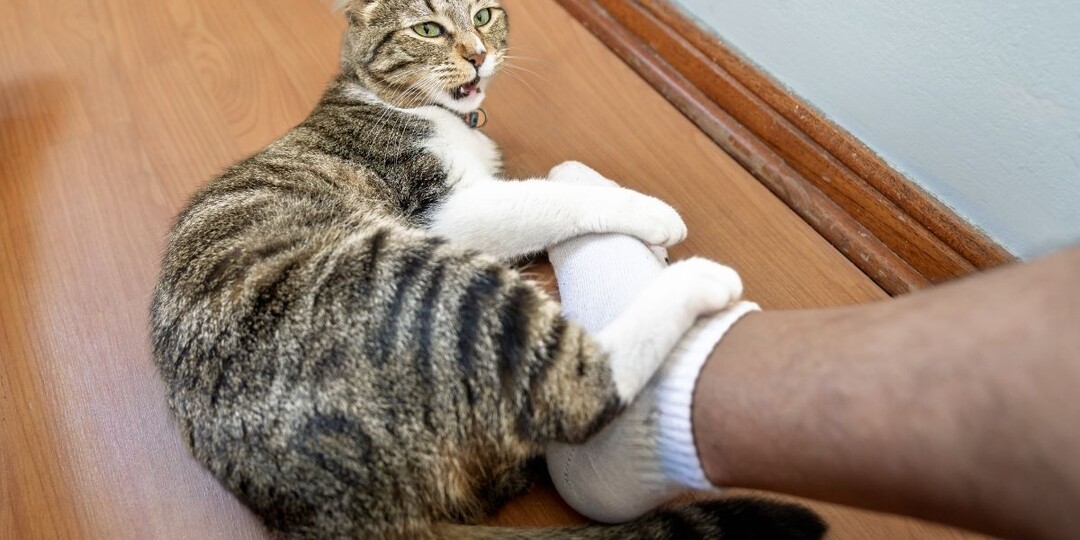 Почему кошка бросается на ноги и кусает — и что категорически нельзя делать в ответ