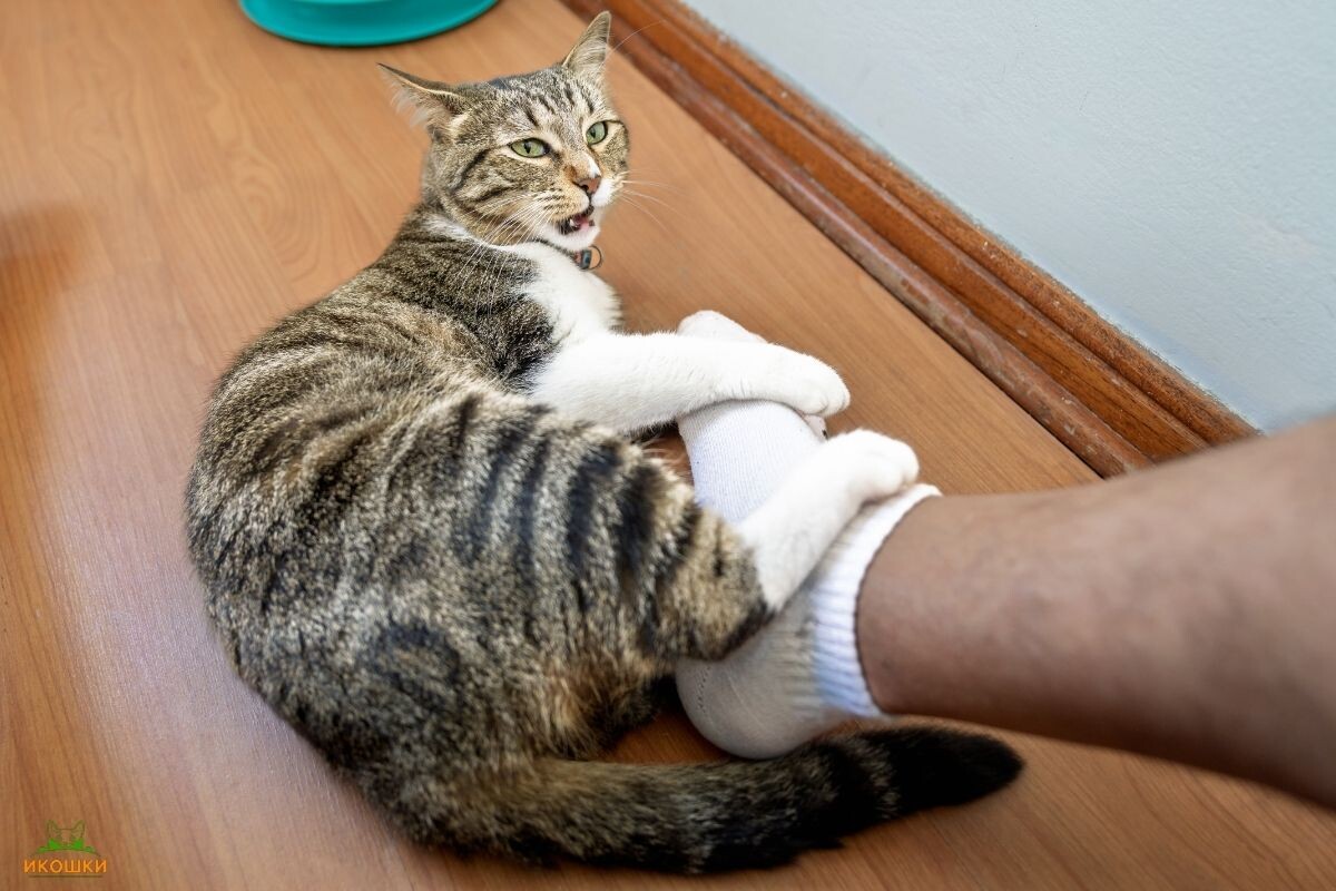 Кот бросается на ноги