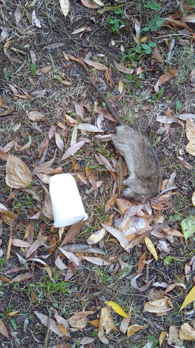 Фото не совсем приятное и гигиеничное, но увы, они рядом, под нами. Простите меня великодушно.