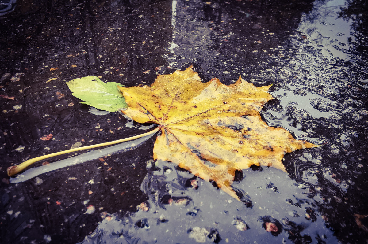 И поплыли кленовые листочки по бесконечным лужам