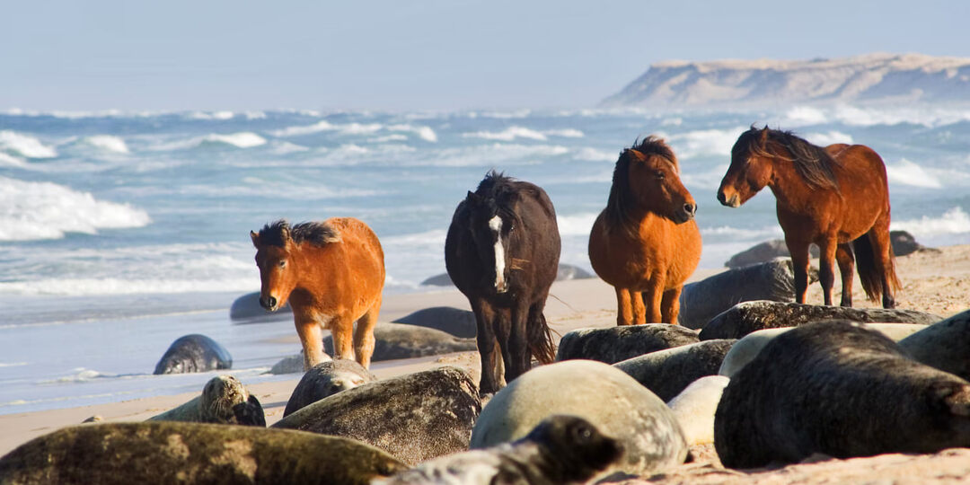 Сейбл — самый таинственный и необычный остров Атлантики