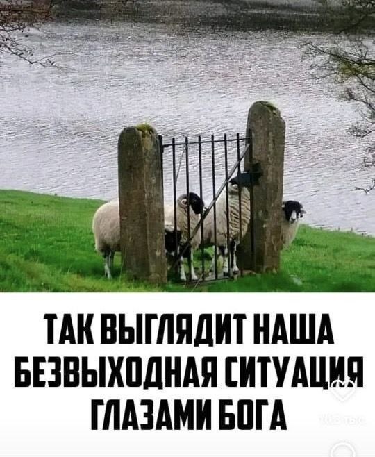                                                              Мем на тему дня