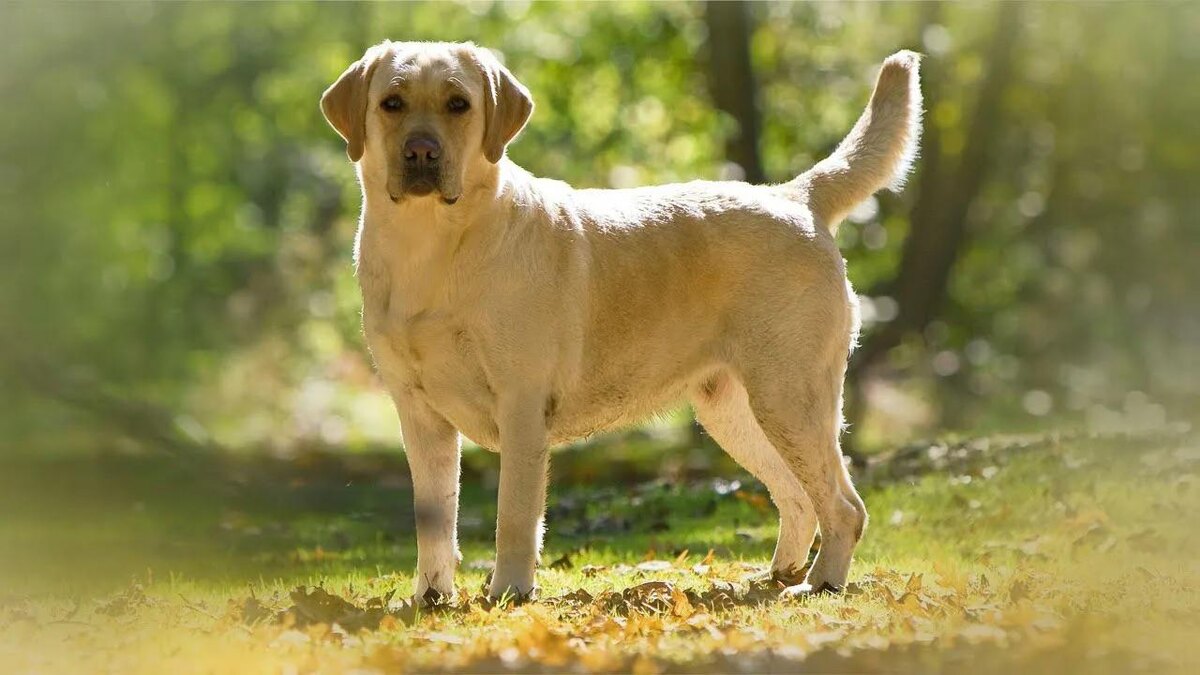 Изображение взято из сети Интернет.