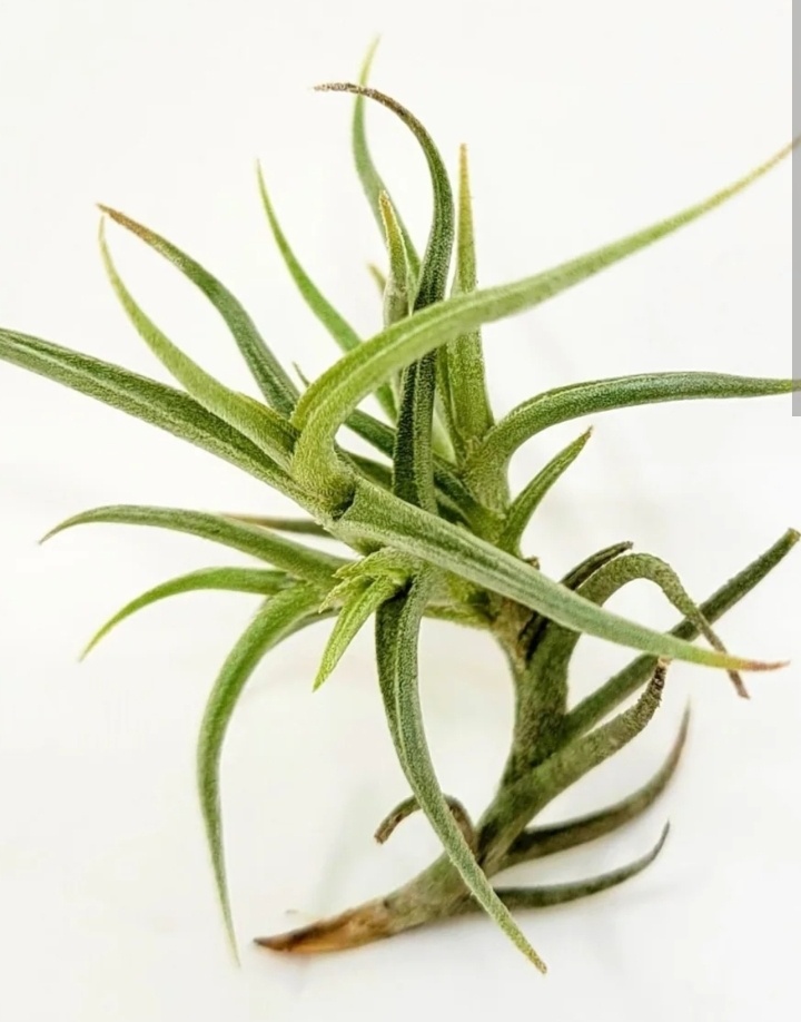 Тилландси Andicola