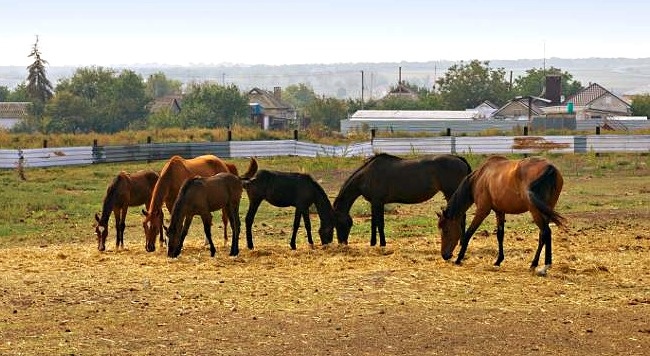 Животноводческие фермы есть не у всех по близости, но всегда можно заказать доставку