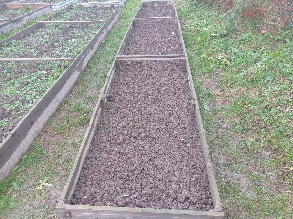 Подготовленная под чеснок грядочка