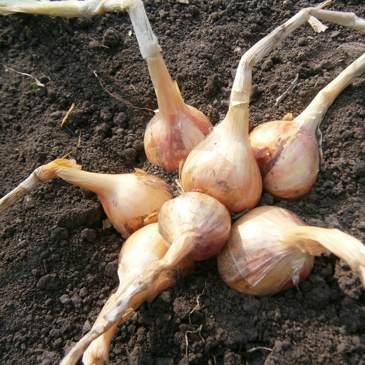 лук-шалот - фото из интернета