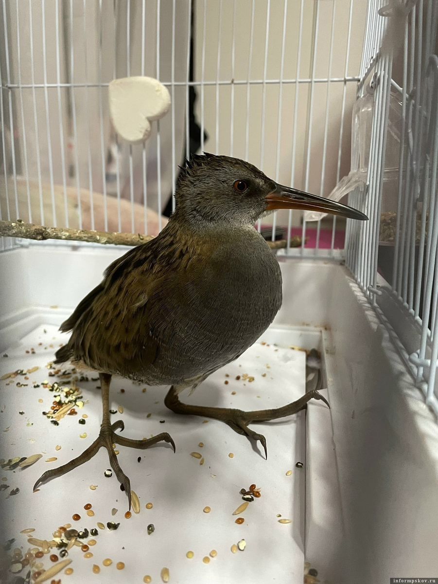 Водяной пастушок. Фото ПАИ предоставил пскович, нашедший птицу