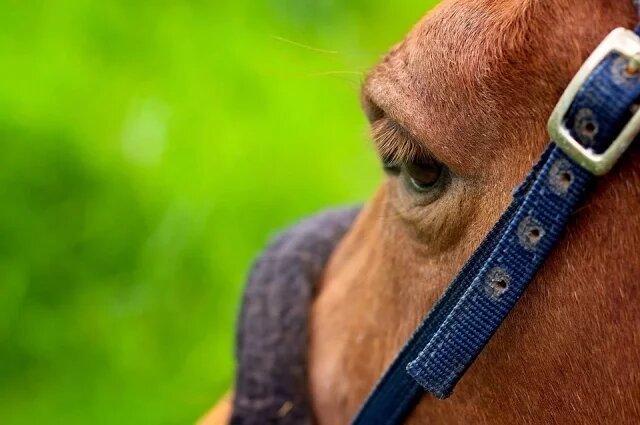    К чему снится лошадь?