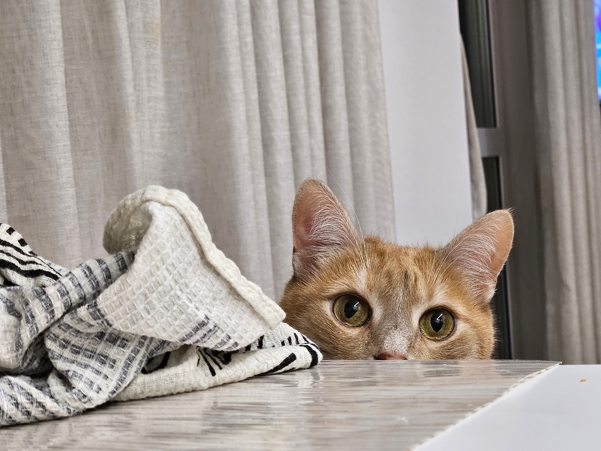    Когда кошка видит в вас маму: 7 кошачьих сигналов, что вы не просто человек, а родитель