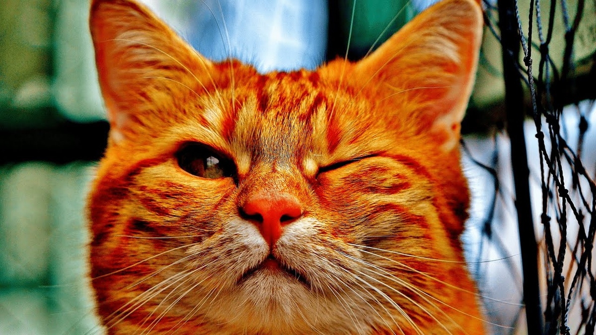 Фото из интернета