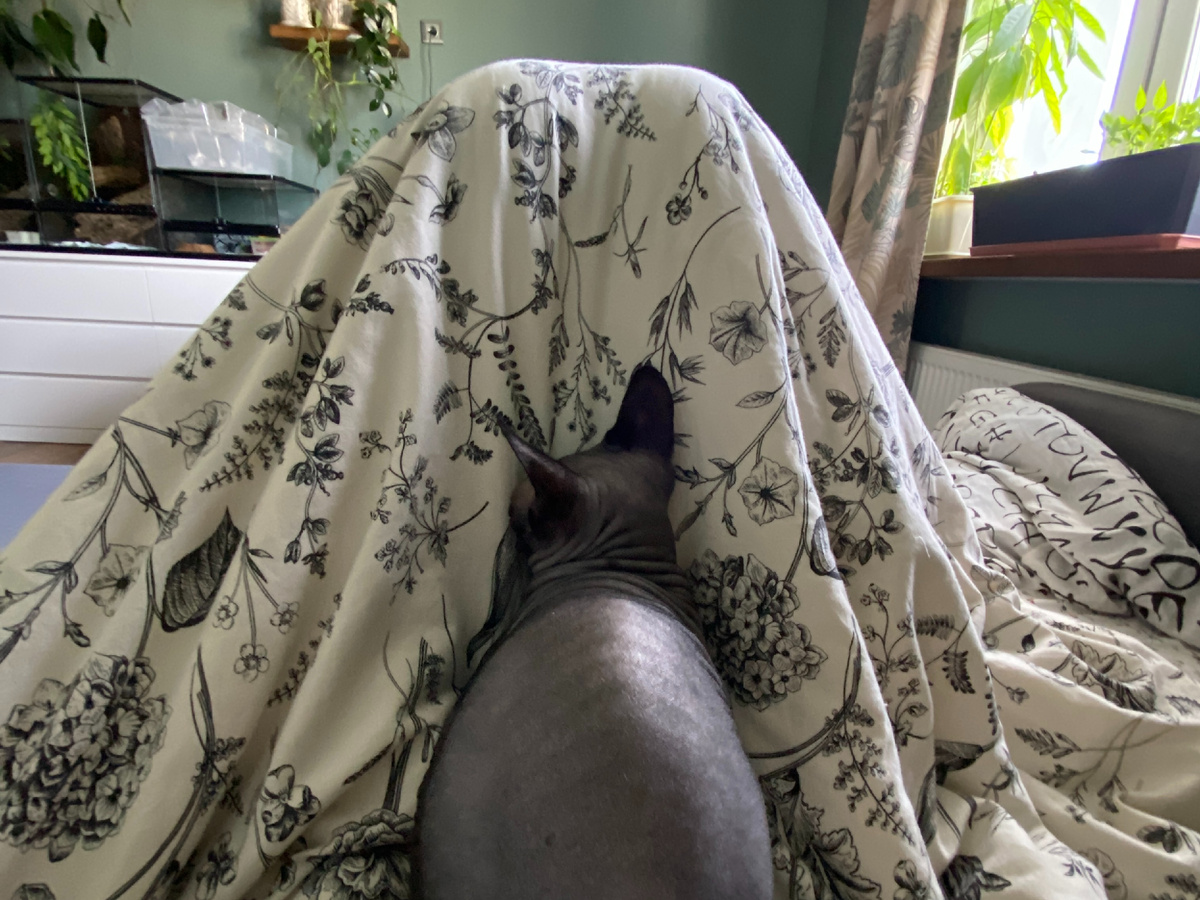 Одна из многочисленных забавных поз Коти: лежать на животе, уткнувшись мордой в ноги