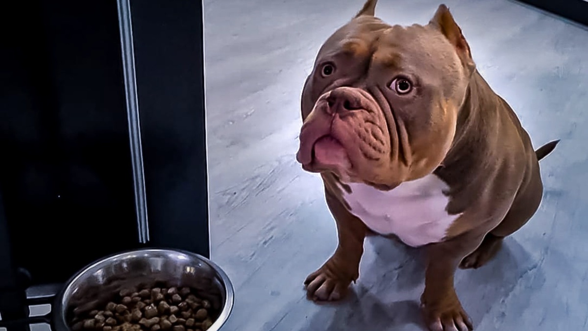 В качестве модели - американский булли Лейла в своей естественной манере перед ужином