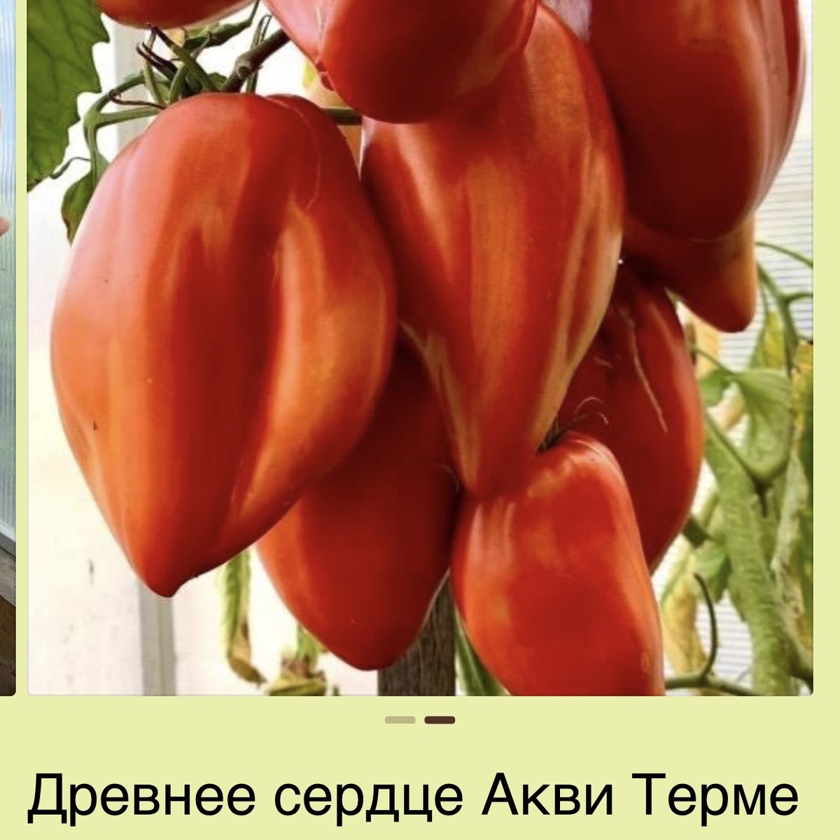 Все фотки взяты с сайта Бориса Сонина, чтобы вы имели представление, как эти помидоры выглядят вживую