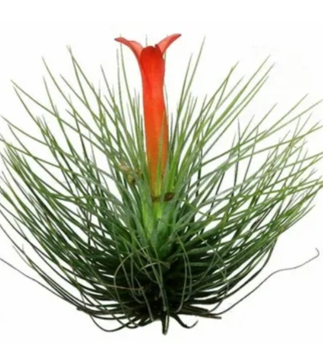 Тилландсия Andreana