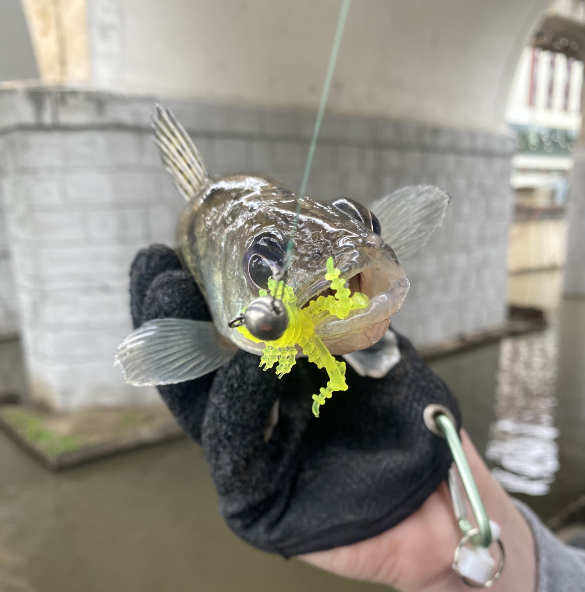 Небольшой бершик на Russian bass Мосяня