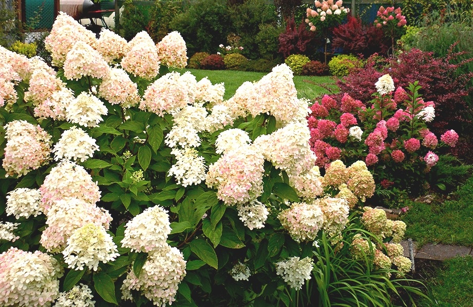 Красивые цветы, но требующие внимания и ухода