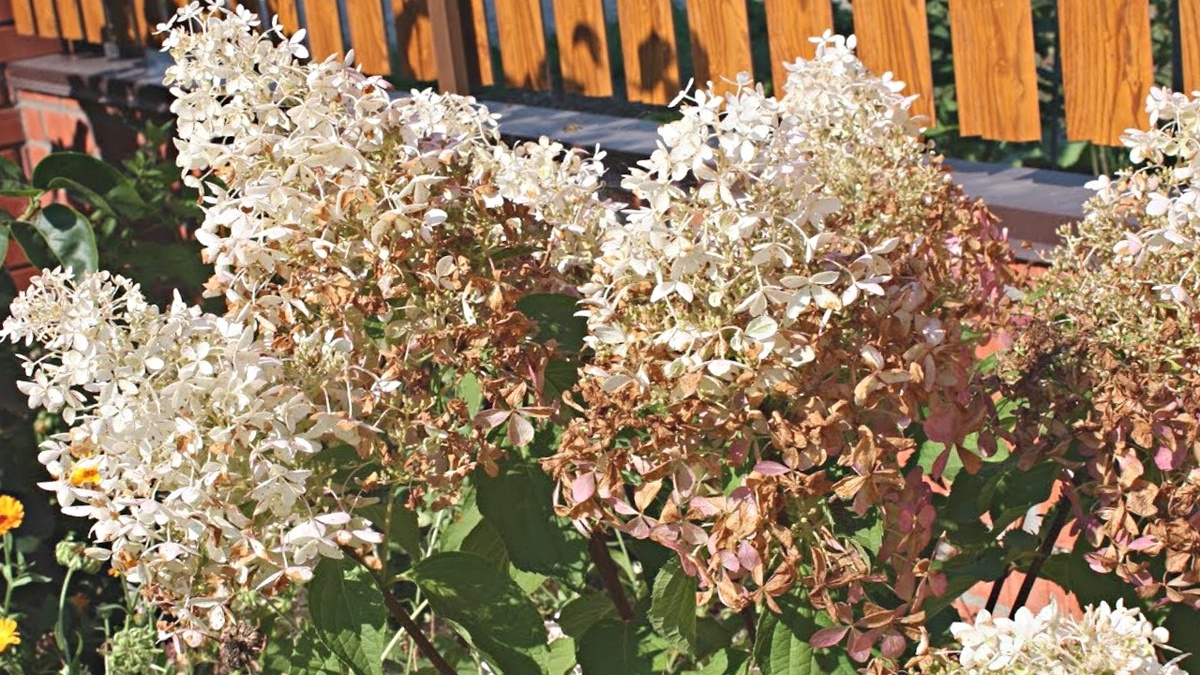 Темнеющие гортензии, один из признаков болезней