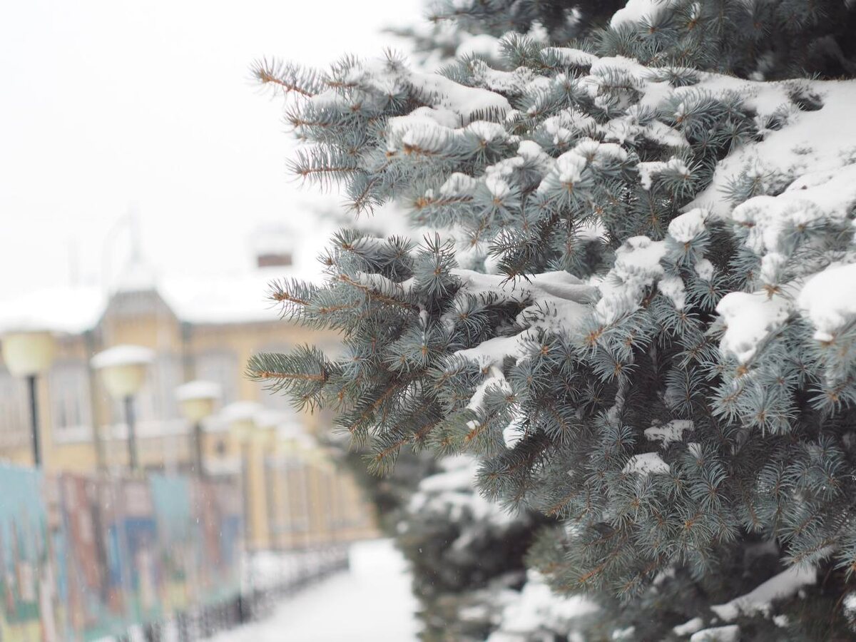 Фото автора. Естественная елка и настоящий снег. Неповторимо. Зачем нести в дом подделку?