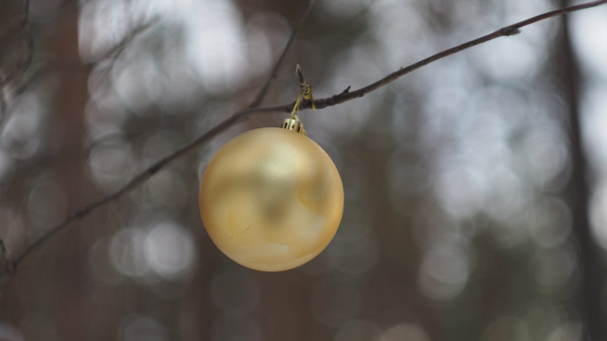 Фото автора. После нового года пластиковые игрушки были оставлены на деревьях (не намм)