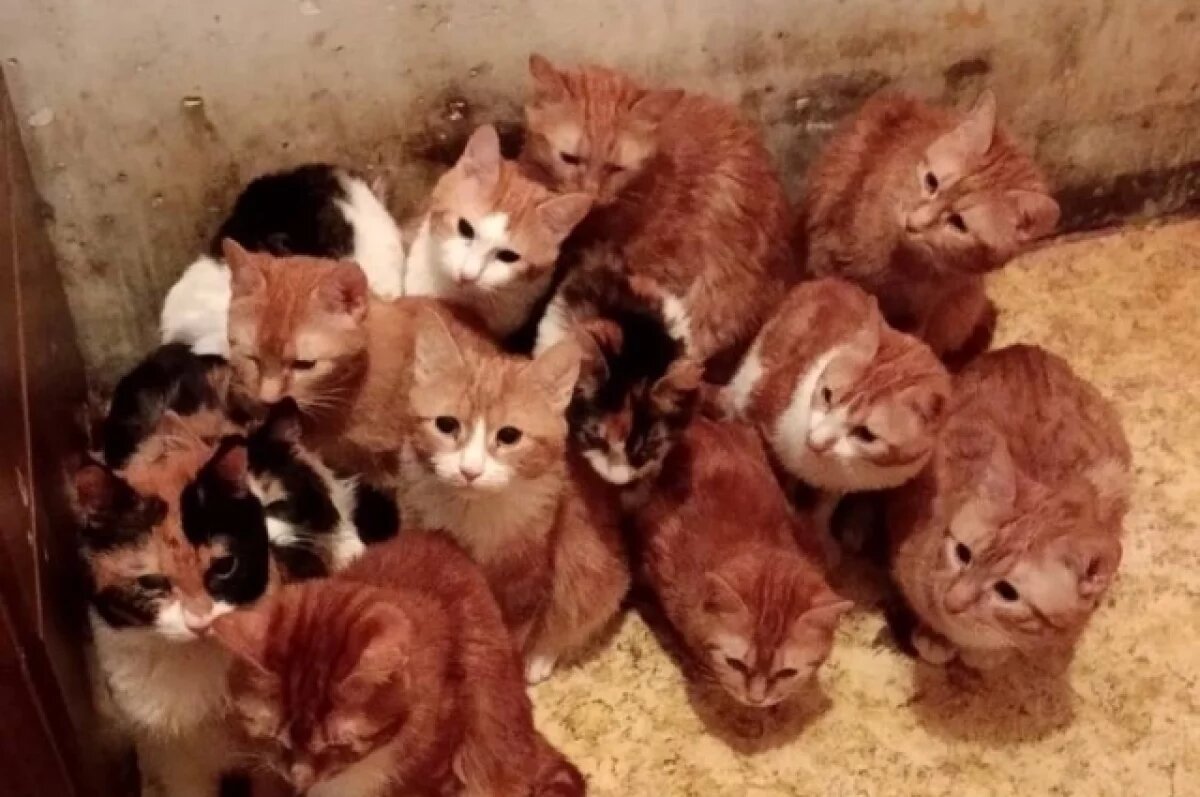    Ненавистный запах и шум.