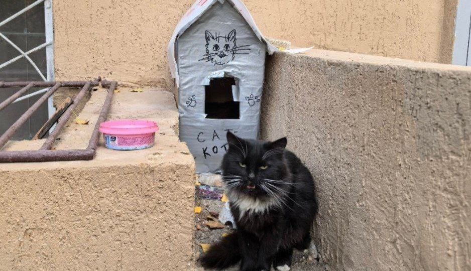 КОТ ПОГИБАЕТ НА УЛИЦЕ