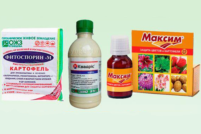 Для адениумов эти, или подобные препараты должны использоваться строго по инструкции и в минимальных дозировках