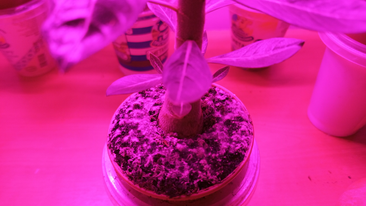 У нас появился налёт на грунте. Причина переувлажнение от фитильного полива. В моём случае, нужно просто обработать грунт и переждать, зимой у нас дома очень сухо и жарко.