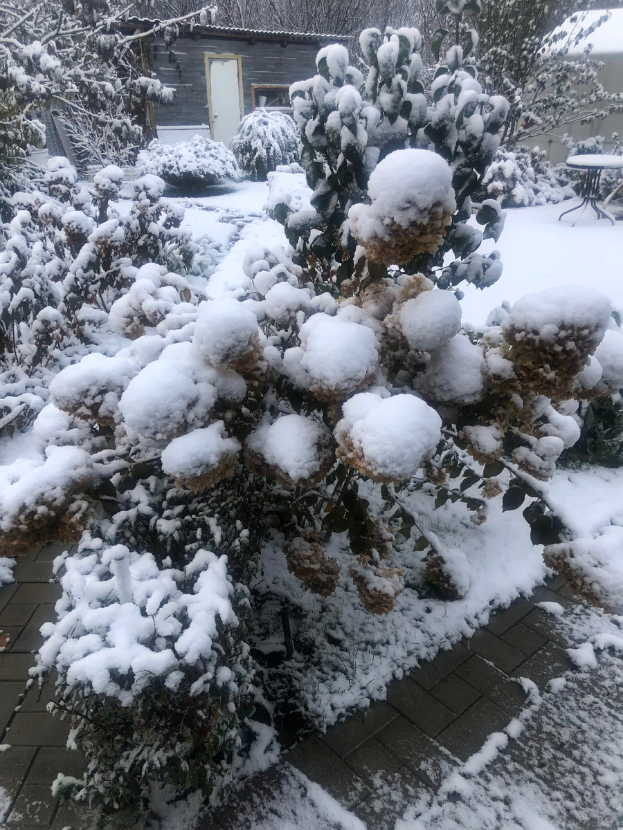 Мокрый снег на гортензиях 