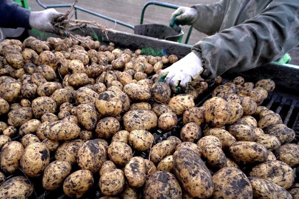    Фото: Илья Наймушин, источник: РИА Новости