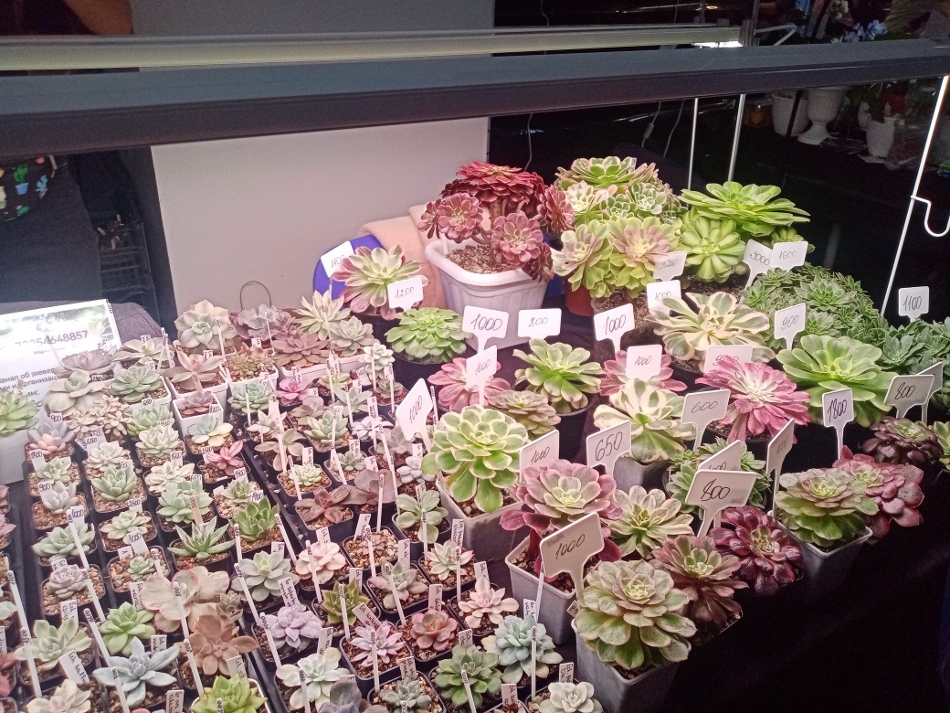 Красотищщща!