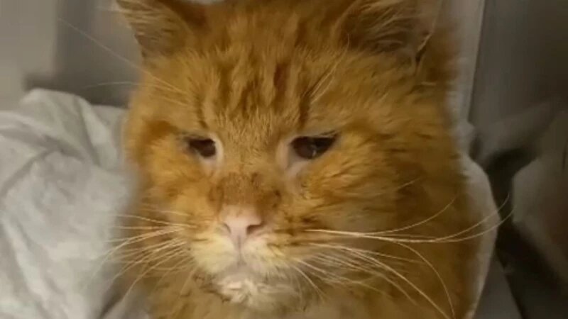     Кот Флинт Соцсети приюта «Бусинка»