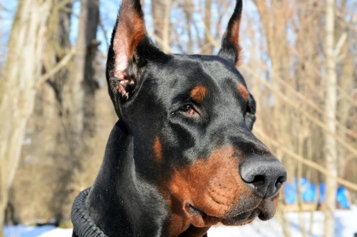    Собака в Томске искусала 15-летнюю девочку