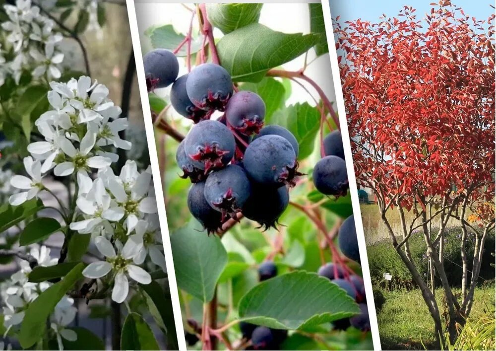 Ирга канадская Ламарка