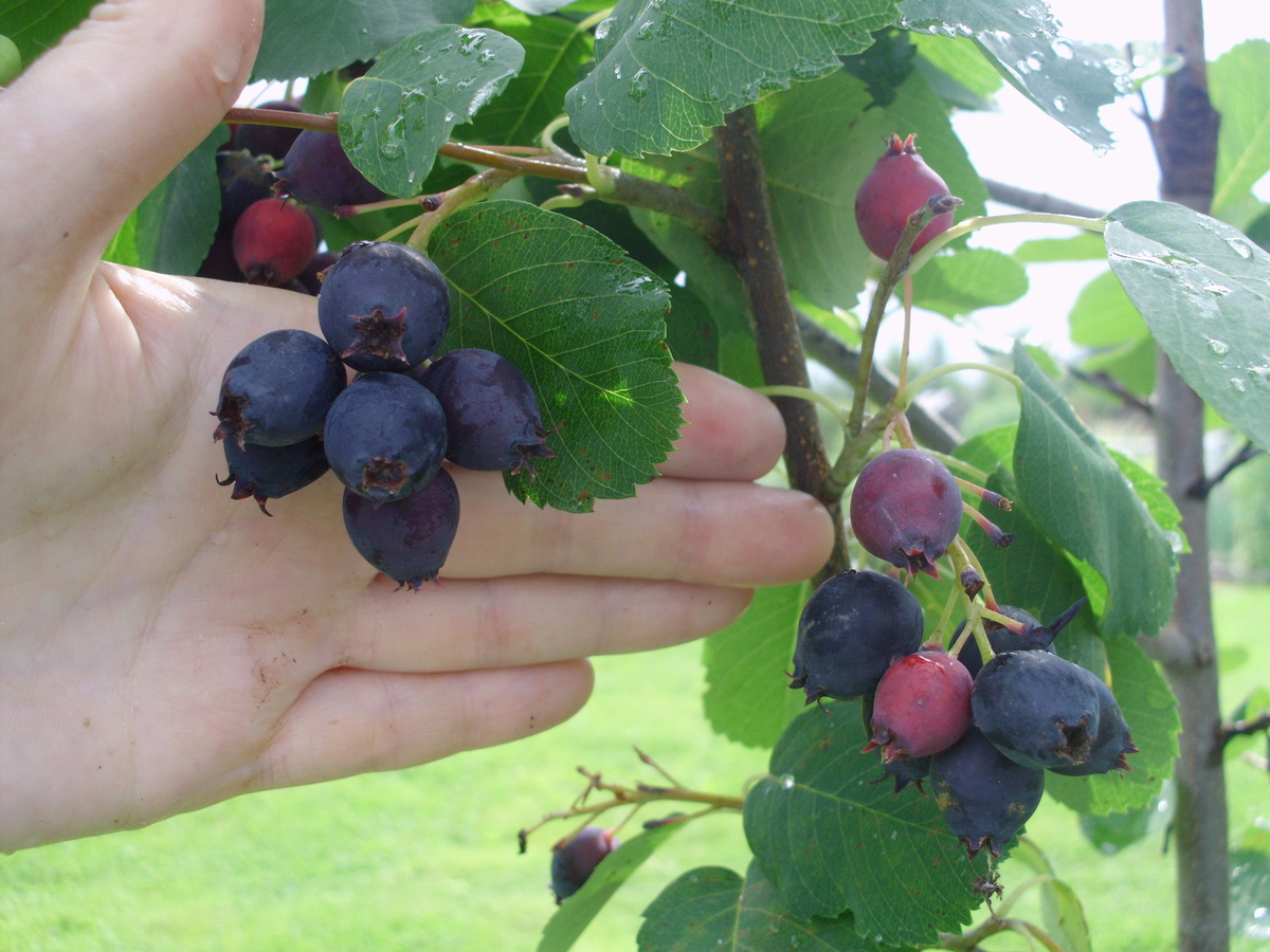 Ирга ольхолистная Красноярская