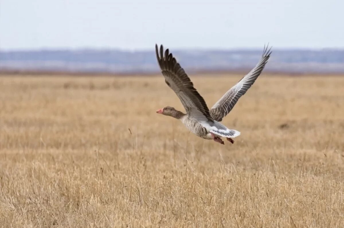   Учёные рассказали, как перелётные птицы из Омска находят дорогу на юг